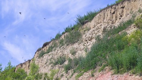 River base level of erosion. Sandy-clay cliff and a colony of Common sand martin (Riparia riparia). View from the water
