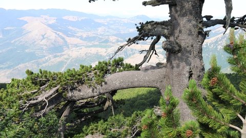 the majestic Pino Loricato (Bosnian pine) called  Patriarca (patriarch) due to its millennial age in the Pollino National Park. Pinus heldreichii or Pinus leucodermis. Calabria and Basilicata, Italy