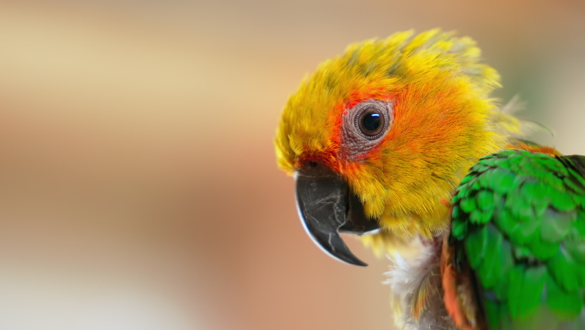 close-up parrot head. bird head profile. parakeet with yellow and green feathers, black beak. copy space. side view parrot portrait with blinking eye. colorful exotic bird. Sun Conure