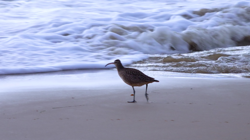Whimbrel (Numenius phaeopus), seabird walking on the beach, California,  with the ocean in the background. USA