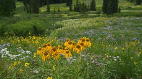 Blooming Valley - A bunch of golden yellow wildflower, hymenoxys hoopesii (orange sneezeweed), swaying in light breeze at a remote mountain valley on a calm Summer evening. Crested Butte, Colorado, US