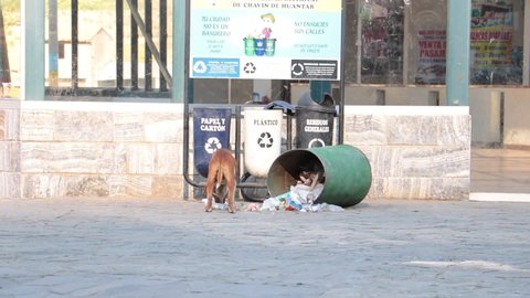 LIMA, PERU - 15. JULY 2021: Street dog rummages through garbage cans.