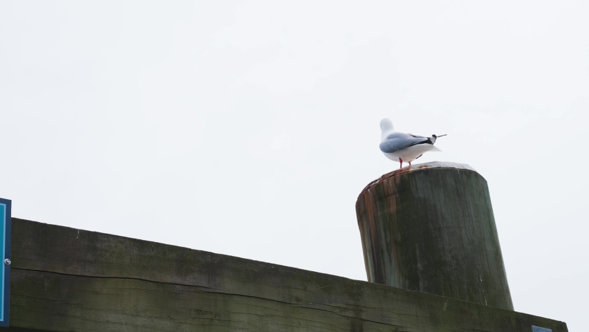 Seagull perched on big wooden pole on bright sunny day