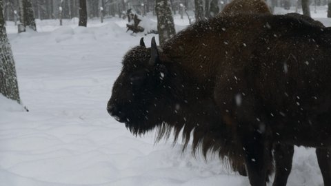 large bison or European bison, turns his head and looks into the camera.