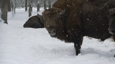 large bison or European bison, slowly chews grass while standing near the feeder.