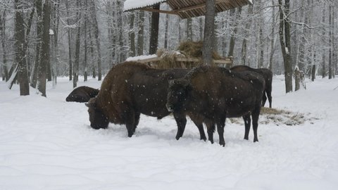 Zubr or European bison, grass near the feeder. Winter forest, snowfall