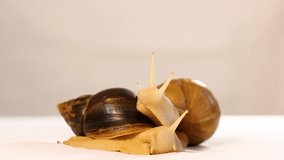 Two snails on a clean background. Achatina snail. Home beautician. Home pet