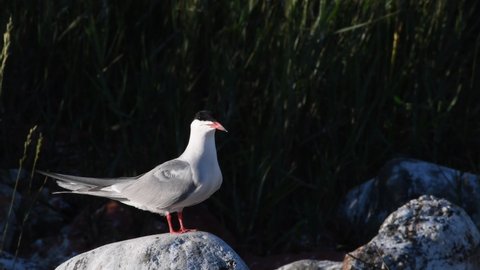 A tern with sits on a stone. Adult common terns on the dark background.  Scientific name: Sterna hirundo. Ladoga lake. Russia.