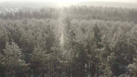D Log dlog, Beautiful Snowy White Forest In Winter Frosty Day. Top View Above Amazing Pine Forest Landscape. Scenic View Of Park Woods. Nature Elevated View Of Winter Frost Woods. Snowy Coniferous