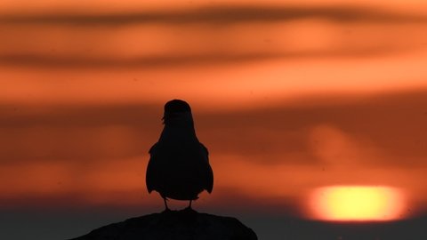 The silhouette of a tern on the stone in twilight. Red sunset sky background. The Common Tern. Scientific name: Sterna Hirundo. Ladoga Lake. Russia. Slow motion.
