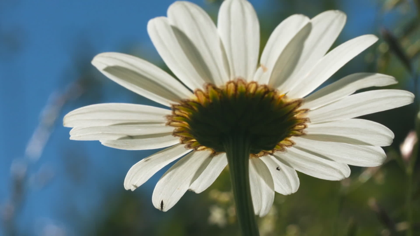 A beautiful daisy under the sun. Creative. A bright white flower under the sun on which a little rain drips .