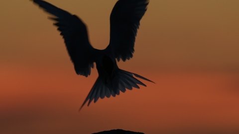 The silhouette of a tern on the stone in twilight. Red sunset sky background. The Common Tern. Scientific name: Sterna Hirundo. Ladoga Lake. Russia. Slow motion.