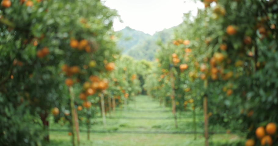 Orange trees with fruits, orange plantation. fresh oranges on the tree, Tangerine tree garden. Royalty-Free Stock Footage #1085598614