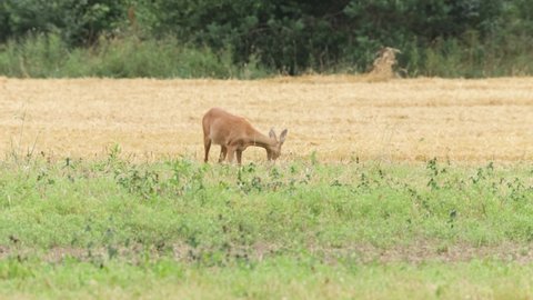 European mammal Roe deer, Capreolus capreolus eating on a field during a late summer evening in Estonia.