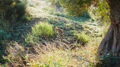 A European hare or rabbit foraging under an olive tree on a sunny day