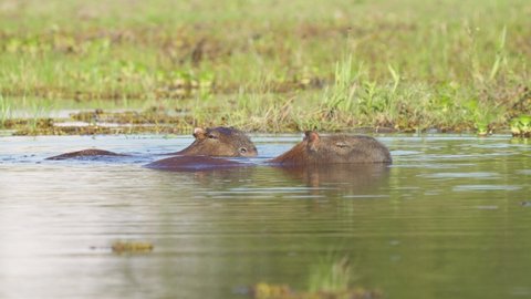 Pair of wild Capybara swimming in biodiverse Ibera Wetland, Argentina