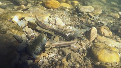 Spawning European brook lamprey, Lampetra planeri, freshwater species that exclusively inhabit freshwater environments. Lamprey in the clean mountain river holding gravel. Freshwater habitat. River