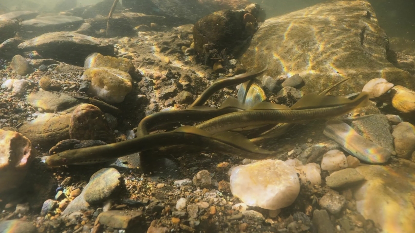 Spawning European brook lamprey, Lampetra planeri, freshwater species that exclusively inhabit11 freshwater environments. Lamprey in the clean mountain river holding gravel. Freshwater habitat. River Royalty-Free Stock Footage #1085604269