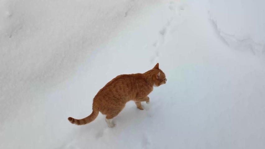 The cat runs in the snow. The red cat makes his way through the snowdrifts in winter. Royalty-Free Stock Footage #1085605922