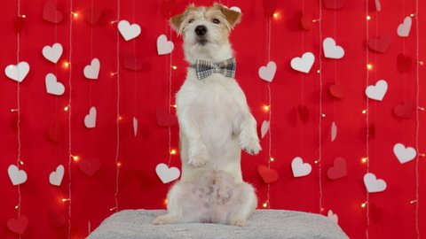 Jack Russell Terrier dog stands on its hind legs. Red background with cardboard white hearts and flashing garland lamps. Valentines day concept