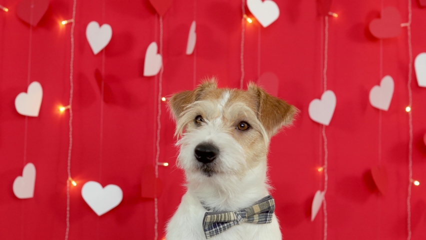 Portrait of a dog of breed Jack Russell Terrier with a bow tie around his neck. Red background with cardboard white hearts and flashing garland lamps. Valentines day concept.