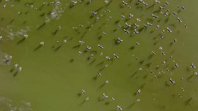 aerial view of wild geese flying over the lake (anser albifrons)