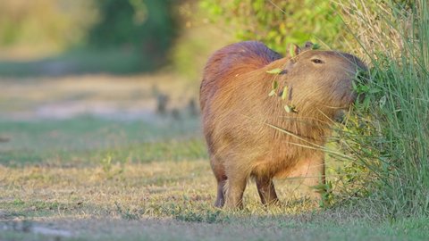The semiaquatic Capybara grazing on grass in the wild; shallow depth