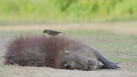 Cowbird eating parasites from fur of sleeping Capybara; symbiosis