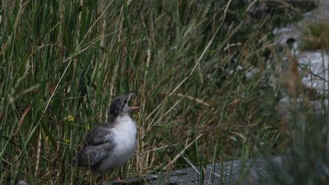 Baby bird of Common Tern.The Common Tern (Sterna hirundo) is a seabird of the tern family Sternidae. Natural habitat. Russia. Ladoga Lake.