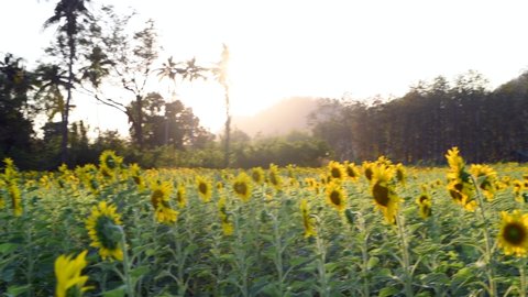 Beautiful sunflower flower blooming in sunflower field at Lop buri province, THAILAND. organic farm and agriculture product concept