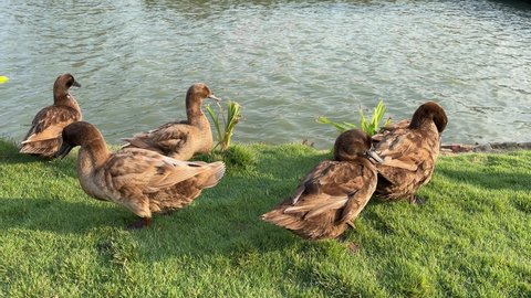 Several brown ducks clean their bodies using their beaks and dry their wings. on the lawn After swimming in a small canal in the farm Animals and nature.