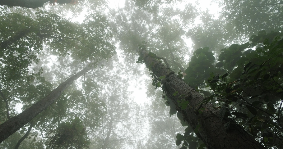 Looking up at tall trees in the deep woods forest scene, atmospheric nature shot of mysterious foggy and misty landscape.