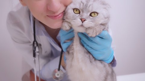 cat veterinarian checkup Vetelinar examines a domestic thoroughbred cat, Scottish Fold. Listens to the lungs and heart of pet. Treatment of animals. Sick cat. Preventive examination of an adult cat