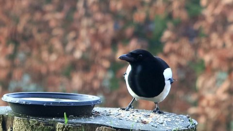 bird magpie eats bird seed
