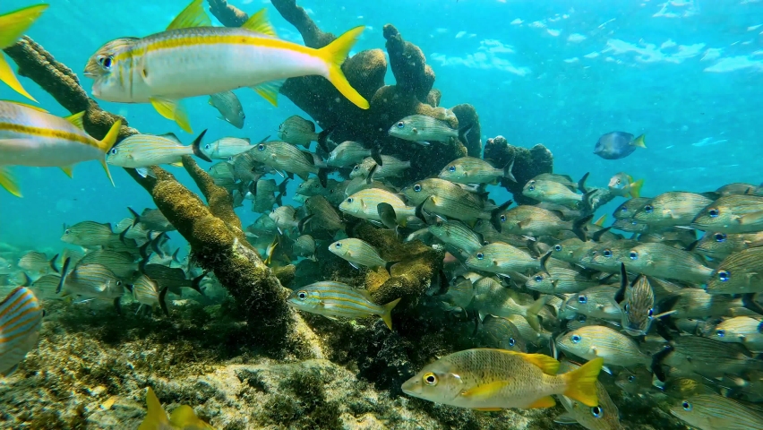 Underwater scenery with a school of fish among the corals at coral reef of the Bocas del Toro, Panama. Species include bluestriped grunt (Haemulon sciurus), doctorfish (Acanthurus chirurgus), snapper. Royalty-Free Stock Footage #1085620616