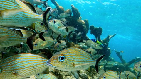 Underwater scenery with a school of fish among the corals at coral reef of the Bocas del Toro, Panama. Species include bluestriped grunt (Haemulon sciurus), doctorfish (Acanthurus chirurgus), snapper.