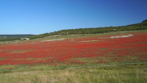 Poppy field.Field of blossoming poppies. Blossoming poppies.close up of moving poppies.Field in Farmland, Countryside, Rural, Summer Landscape. High quality 4k footage.