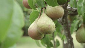 Group of ripe pear fruit on tree. Organic fruit ready to harvest. Realtime video