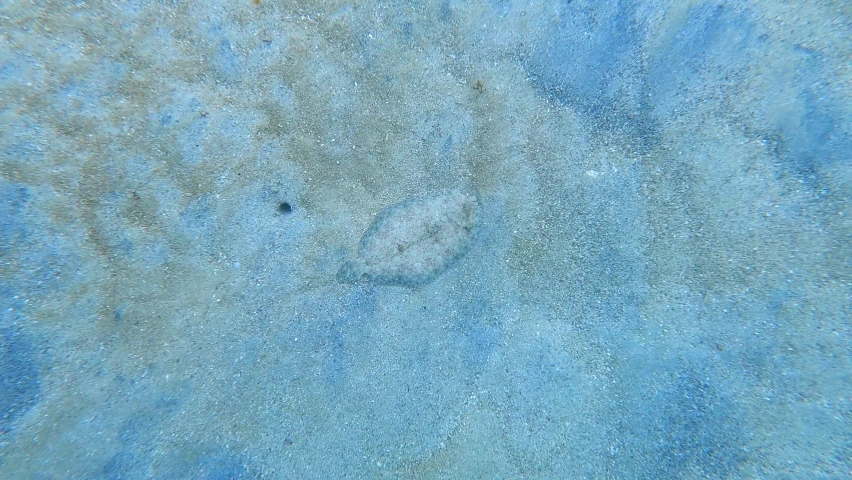 Peacock flounder (Bothus mancus), also known as the flowery flounder, flatfish at Panama. Snorkeling, underwater fish near coral reef, beach wildlife.