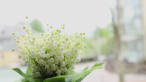 white flowers lily of the valley in bloom with green leaves on blurred spring time background. may holiday card for women and mothers day. blooming aroma flowers lily-of-the-valley sun breaks through