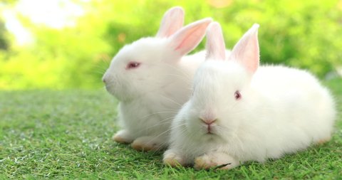 Group of healthy lovely baby bunny easter white rabbits relaxing on grass field on nature background. Cute fluffy rabbits sniffing, looking around, nature life. Symbol of easter day.