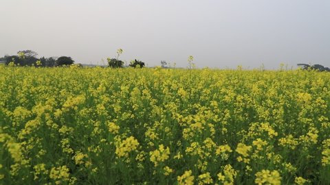 Yellow Mustard flowers blowing in the wind natural view in the field.
