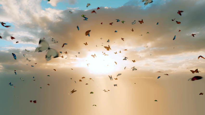 A kaleidoscope of multicolored butterflies flying in front of heavenly sunlight. Royalty-Free Stock Footage #1085624786