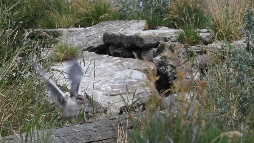 Baby terns learn to fly. Baby bird of Common Tern.The Common Tern (Sterna hirundo) is a seabird of the tern family Sternidae. Natural habitat. Russia. Ladoga Lake. Slow motion.
