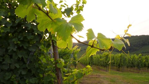 Long branch of vine with green leaves and thin tendrils hang in air and wave on wind. Close up shot with blurred background. Warm sun light at sunset hour, beautiful details of Alsace countryside