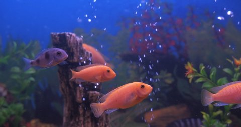 Cichlids fish at home. A view of nice cichlids fishes swimming in home aquarium.