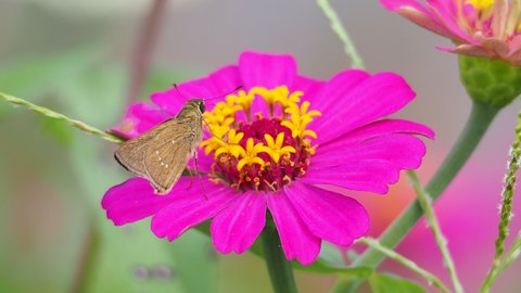 A close-up video of butterfly using a nectar tube to find nectar on a pink zinnia petal.