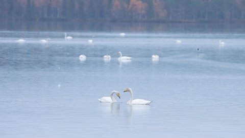 Whooper swan couple eating some plant parts on a lake near Kuusamo, Northern Finland during an autumn evening.