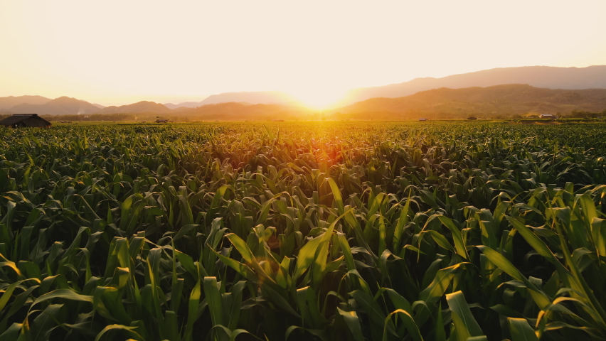 Aerial view above cornfield in evening and light shines sunset with near the mountain at countryside Thailand, animal feed agricultural industry, Drone flight shots Royalty-Free Stock Footage #1085632964