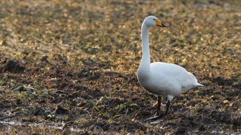 Whooper swan, Cygnus cygnus feeding on a muddy rapeseed field during spring migration in Europe.